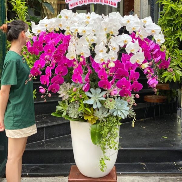Giá Chậu Lan Hồ Điệp 20 Cành, Bình Hoa Hồ Điệp Tím và Trắng Mix Sen Đá Phủ Full Gốc Tặng Sinh Nhật Sếp Nữ