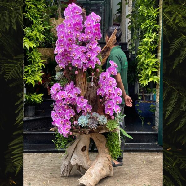 Lan Hồ Điệp Trồng Gỗ Lũa Khổng Lồ