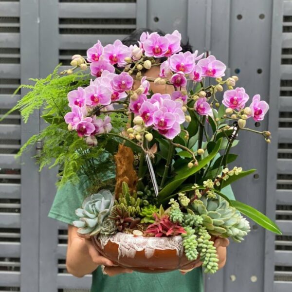 Chậu Lan Hồ Điệp Mini Màu Hồng Để Bàn – Hoa Sinh Nhật, Hoa Khai Trương Đẹp Độc Đáo