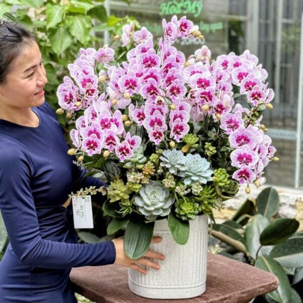 Chậu Lan Hồ Điệp Mini Tím Đốm Hay Còn Gọi Là Tiểu Hồ Điệp – Mẫu Hoa Đẹp Tặng Phụ Nữ