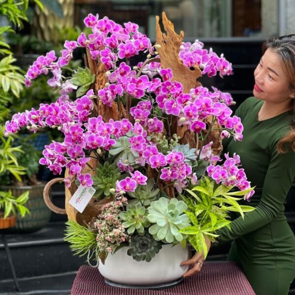 Hoa Sinh Nhật Đẹp Cho Nữ Từ Lan Hồ Điệp Gỗ Lũa Trồng Cùng Sen Đá