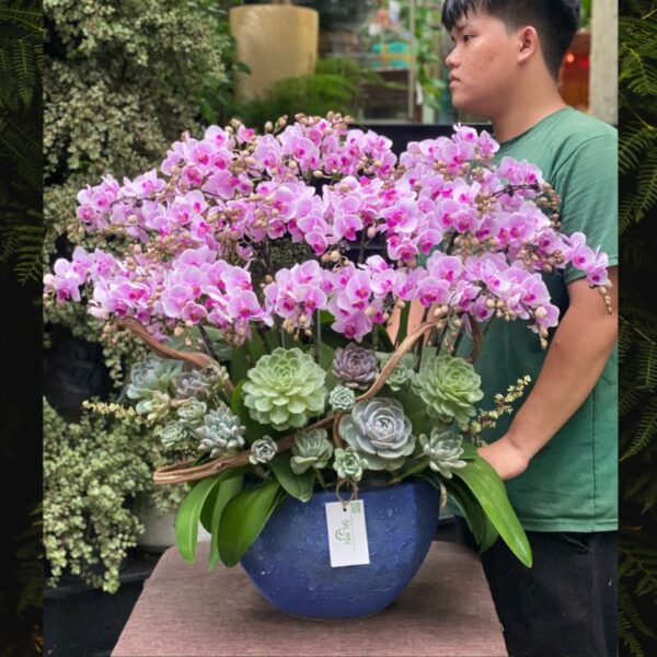 Bình Lan Tiểu Hồ Điệp Hồng Trồng Cùng Sen Đá, Hoa Sinh Nhật Đẹp