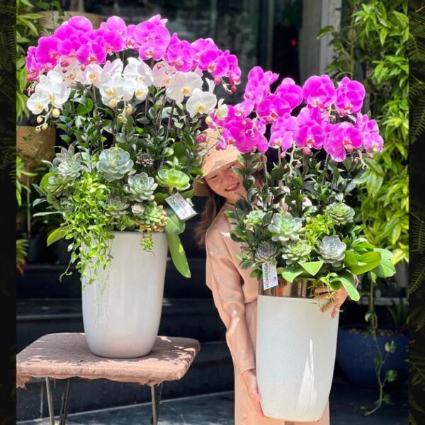 Chậu Lan Hồ Điệp 10 Cành Màu Hồng và Màu Trắng- Bình Hồ Điệp Ghép Sen Đá Đẹp