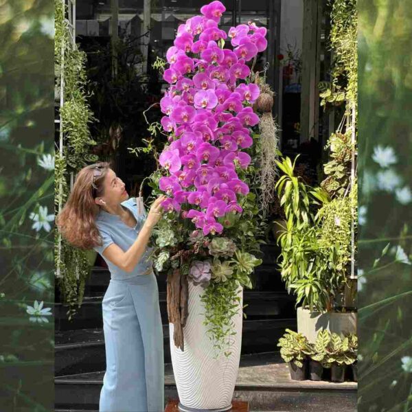 Hoa Lan Hồ Điệp Hồng Trồng Trên Gỗ Lũa Mix Sen Đá – Bình Hoa Lan Dáng Cao Thanh Tao