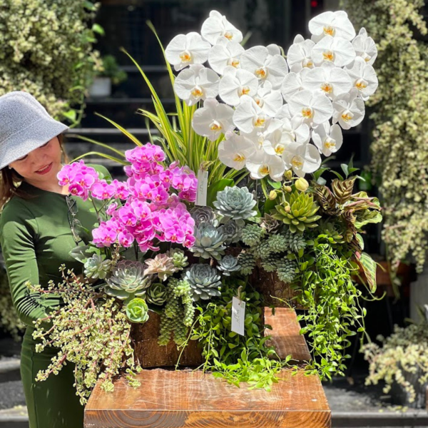 112-600x600-1.png Chậu Lan Hồ Điệp Mini Hồng, Tím, Đỏ, Vàng Giá Bao Nhiêu – Cách Chọn Mua Chậu Tiểu Hồ Điệp Đẹp - Image 1