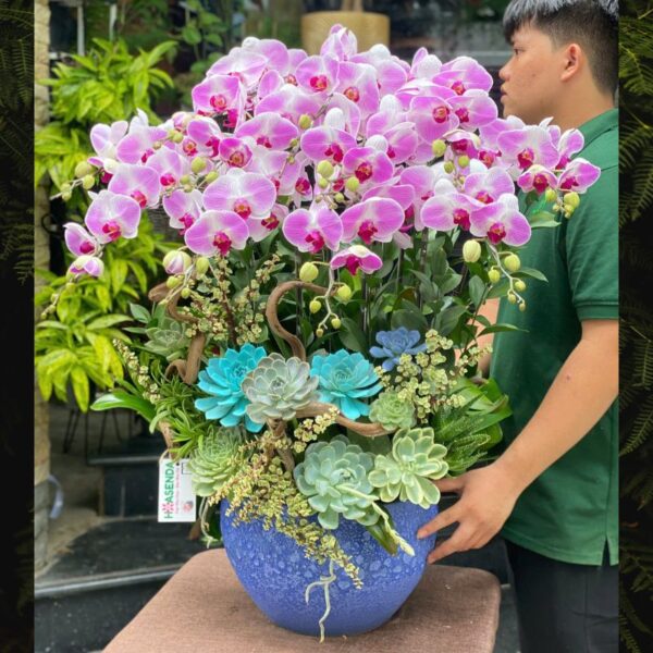 Chậu Lan Hồ Điệp Đẹp 10 Cành, Chậu Lan Hồ Điệp 11 Cành, Chậu Lan Hồ Điệp 15 Cành Ý Nghĩa