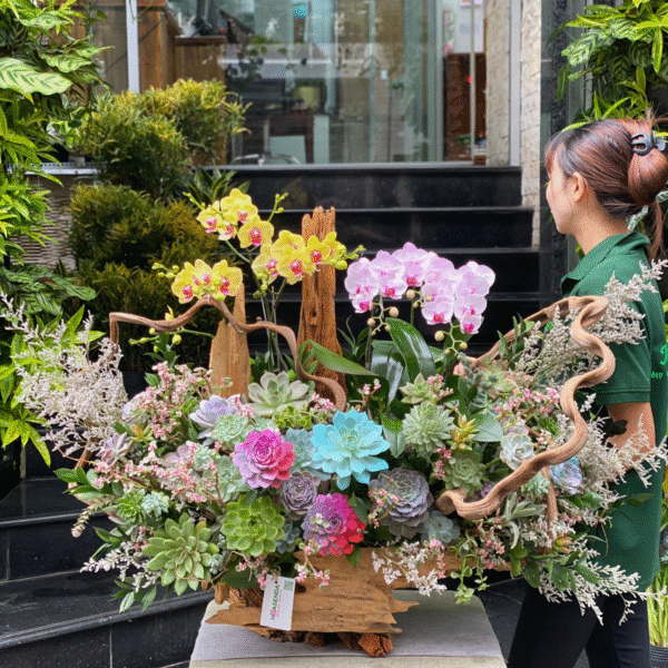 Vì Sao Nên Mua Lan Hồ Điệp Mix Sen Đá Và Lũa Gỗ Tự Nhiên