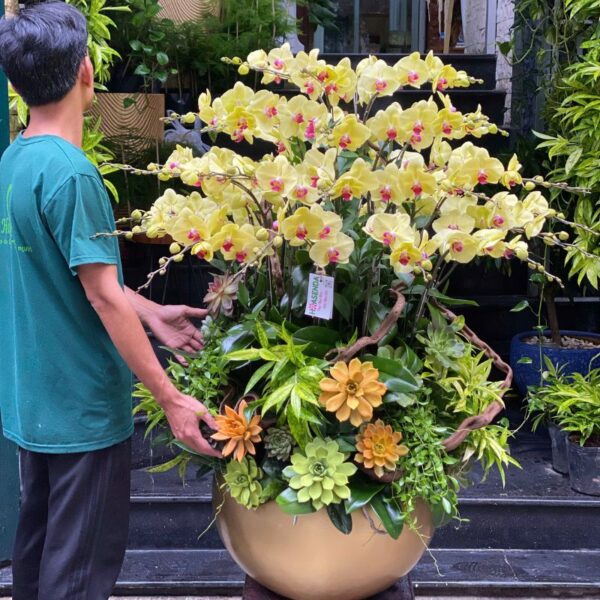 Chậu Hoa Lan Hồ Điệp 30 Cành – 40 Cành