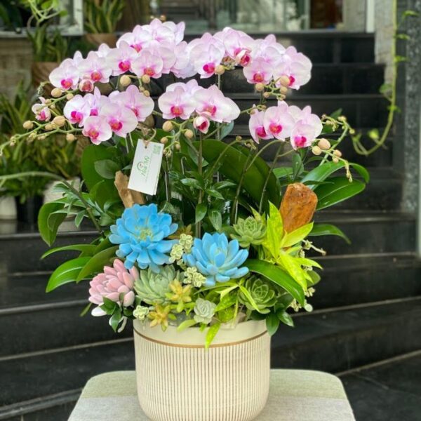 Bình Hoa Lan Hồ Điệp Mini Để Bàn Màu Hồng Trồng Cùng Sen Đá Xanh