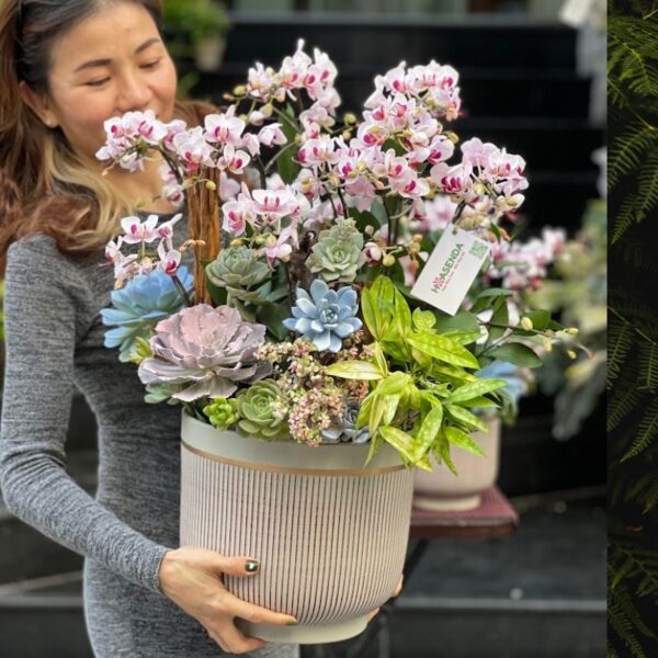 Hoa Sinh Nhật Bạn Gái – Chậu Lan Hồ Điệp Mini Đẹp Màu Hồng Phớt Tươi Lâu