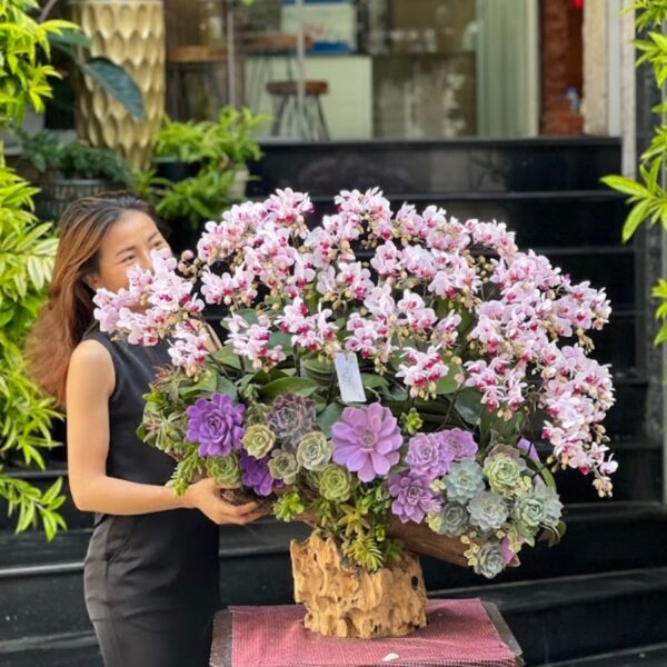 Lũa Lan Hồ Điệp Để Bàn Mix Sen Đá Tím – Quà Tặng Sếp Nữ Sinh Nhật Ý Nghĩa, Hoa Khai Trương Hiện Đại