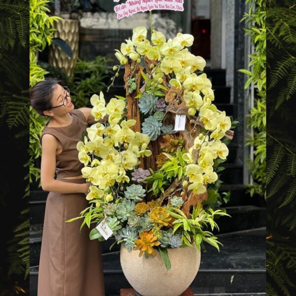 Chậu Gỗ Lũa Hồ Điệp Vàng Trồng Với Sen Đá – Quà Mừng Khai Trương Độc Lạ