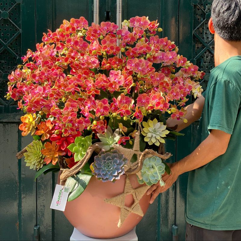 2-5-1.jpg Lan Hồ Điệp Mini Đỏ Để Bàn - Image 1