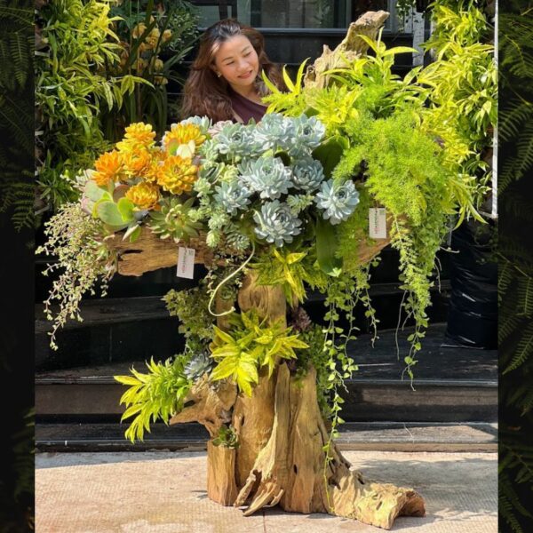 Lũa Sen Đá Giá Bao Nhiêu? Địa Chỉ Bán Lũa Hoa Sen Đá Uy Tín?