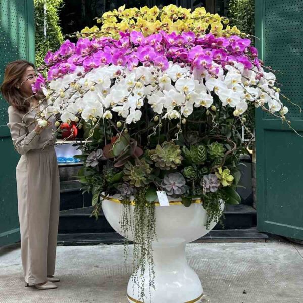 Chậu Lan Hồ Điệp 60 Cành Mix Hoa Sen Đá – Hoa Tết, Hoa Tất Niên, Tân Niên, Hoa Tặng Công Ty Thành Lập Ấn Tượng