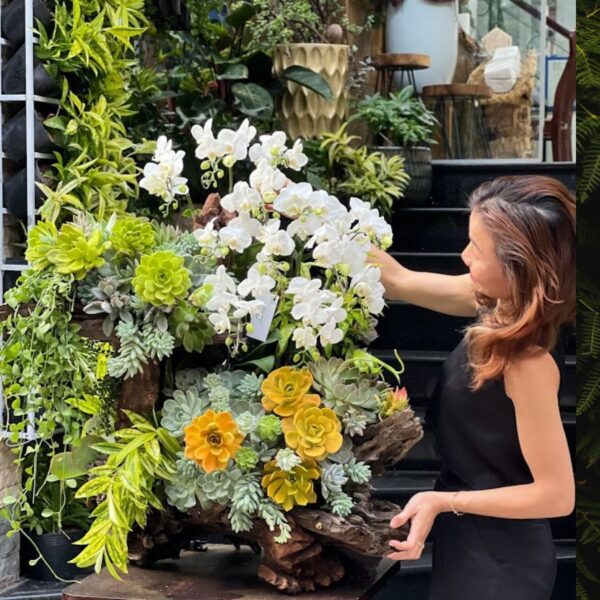 Cách Lựa Chọn Lũa Hồ Điệp Và Sen Đá Đẹp, Sang Trọng