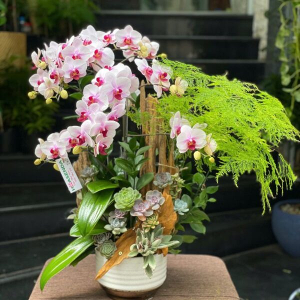 Chậu Hoa Lan Hồ Điệp De Bàn – Xu Hướng Mua Lan Hồ Điệp Mini Ghép Gỗ Lũa Và Cây Xanh, Sen Đá