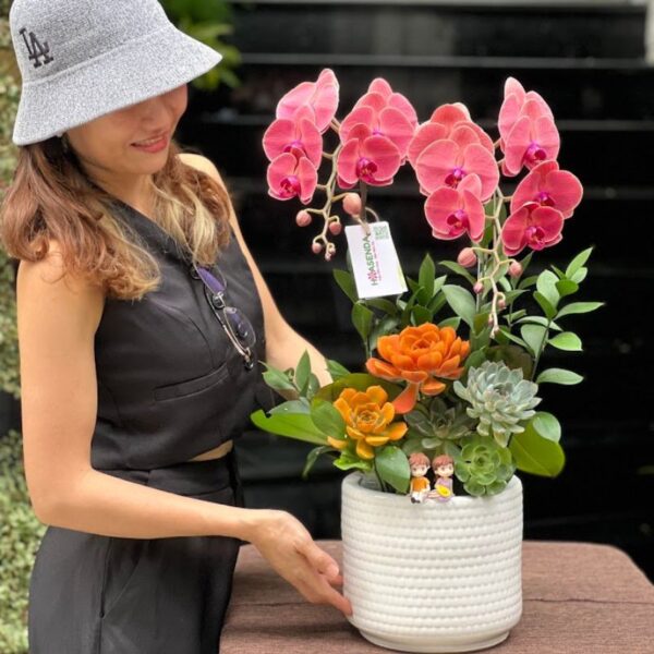 Lan Hồ Điệp Mini Đỏ, Hoa Khai Trương, Hoa Sinh Nhật Cho Nam Giới Đẹp