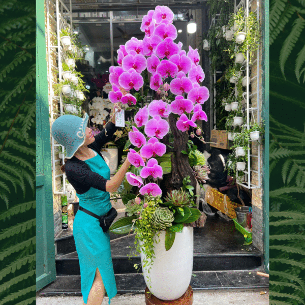 Lan Hồ Điệp Khủng Long Kết Hợp Sen Đá Và Lũa Gỗ