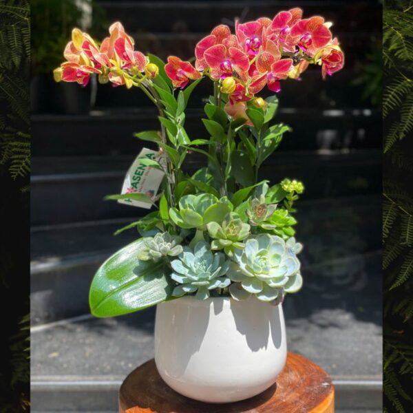 Bán Lan Hồ Điệp Mini Đẹp Giao Tận Nơi- Chậu 2 Cành Lan Hồ Điệp Đỏ Mix Sen Đá