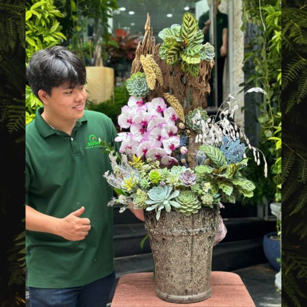 Chậu Lan Hồ Điệp Gỗ Lũa – Hoa Sinh Nhật Cho Người Thân Tươi Đẹp Lâu