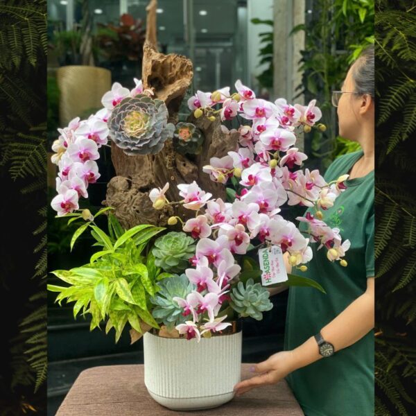 Lũa Lan Hồ Điệp Để Bàn – Tiểu Hồ Điệp Hồng Trồng Cùng Sen Đá