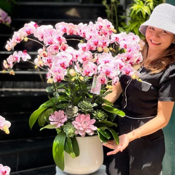 Hồ Điệp Mini Hồng Chậu Trồng Cùng Sen Đá Hồng, Hoa Sinh Nhật Cho Nữ Đẹp Tươi Lâu