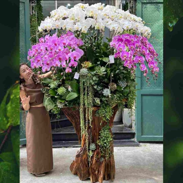 Lan Hồ Điệp Trồng Trên Gỗ Lũa Khổng Lồ Mix Sen Đá – Hoa Tết, Hoa Sinh Nhật, Hoa Khai Trương, Hoa Mừng Thành Lập Công Ty Ấn Tượng