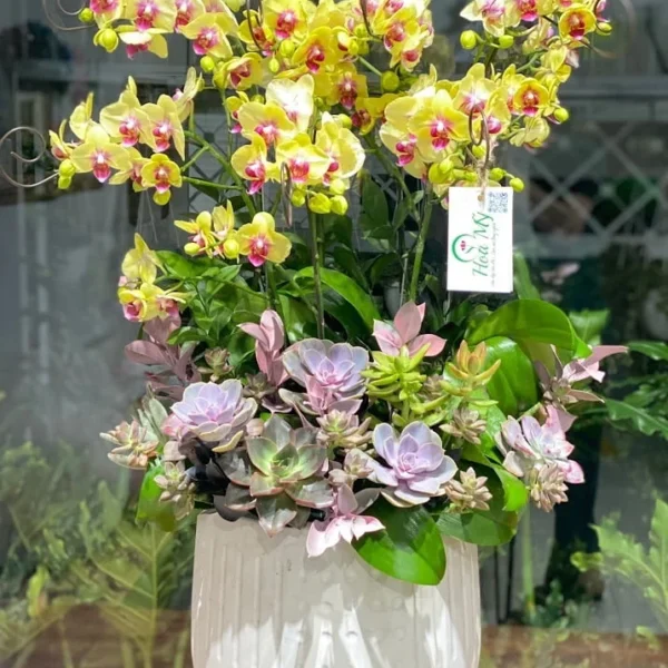 Lan Hồ Điệp và Hoa Sen Đá – Mẫu Hoa Sinh Nhật Đẹp, Sang, Tươi Lâu