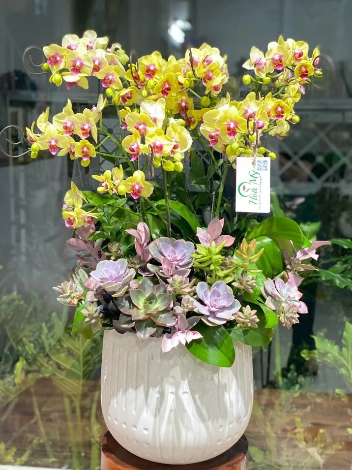 7-HO-DIEP-NHI-SEN-DA-2.5TRIEU.jpg.webp Lan Hồ Điệp và Hoa Sen Đá – Mẫu Hoa Sinh Nhật Đẹp, Sang, Tươi Lâu - Image 1