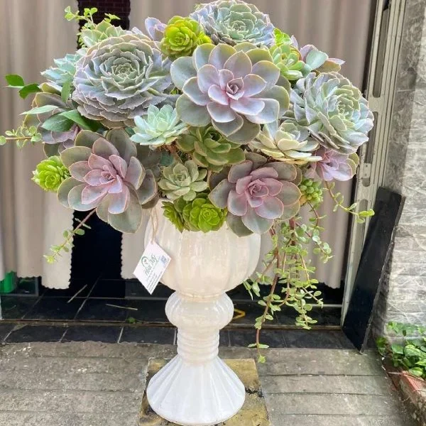 Hoa Chúc Mừng Sinh Nhật Đẹp-Độc-Lạ Từ Hoa Sen Đá