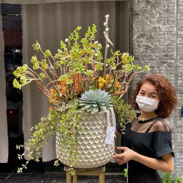 Tặng Hoa Ngày Tết-Hoa Sen Đá Cao Cấp Siêu To Khổng Lồ