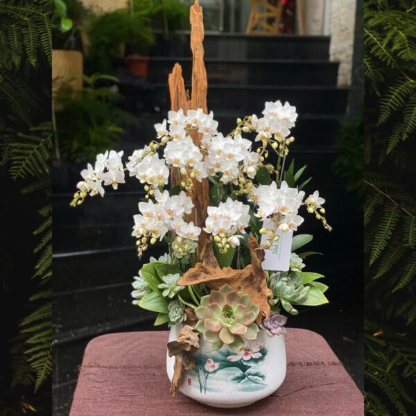 Bình Tiểu Hồ Điệp Trắng Mix Sen Đá Để Bàn – Quà Tặng Tân Gia, Tốt Nghiệp