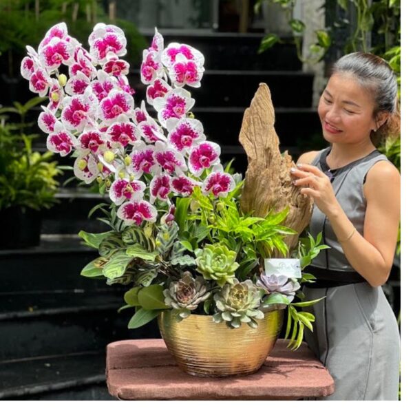 Chậu Lũa Gỗ Lan Hồ Đẹp Đột Biến Mix Sen Đá – Quà Tặng Cá Tính Mừng Sinh Nhật Sếp