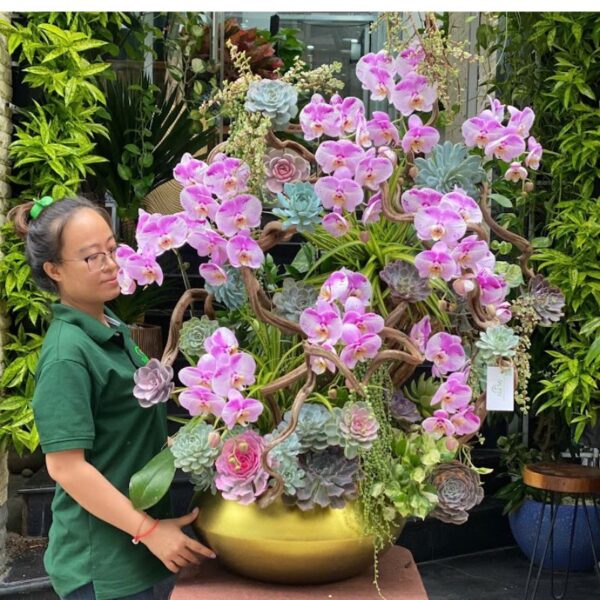Decor Chậu Lan Hồ ĐiệpHồng Mix Sen Đá Và Dây Rừng – Tác Phẩm Nghệ Thuật Để Bàn Ấn Tượng