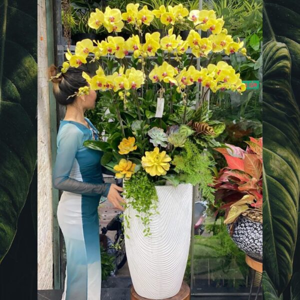 Bình Lan Hồ Điệp Vàng Mix Sen Đá Vàng Rực Rỡ Tặng Sinh Nhật, Hoa Khai Trương, Hoa Tân Gia Tươi Lâu