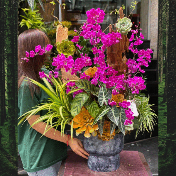 Lan Hồ Điệp Mini Tím Mix Sen Đá Decor Với Lũa Gỗ Cao Cấp Tự Nhiên