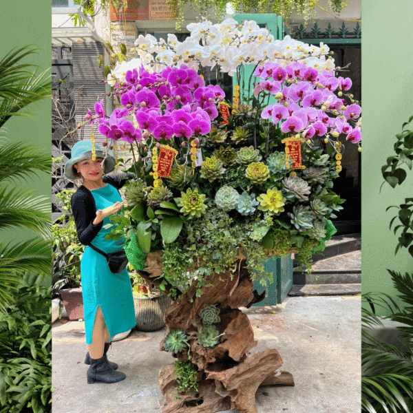 Chậu Lan Hồ Điệp 3 Màu Ghép Gỗ Lũa Mix Sen Đá Cực Khủng – Hoa Tết, Hoa Khai Trương, Hoa Sinh Nhật Hiện Đại