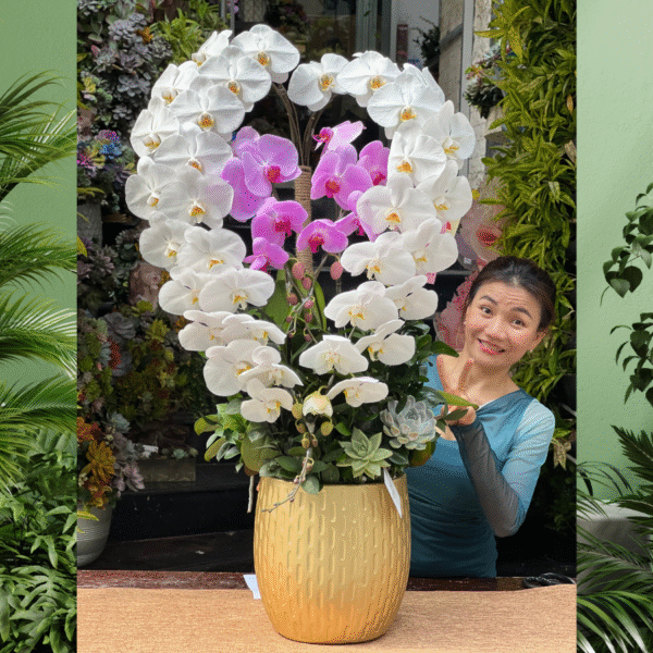 Bình Hoa Lan Hồ Điệp Đẹp Trắng Hồng Kết Trái Tim Mix Sen Đá