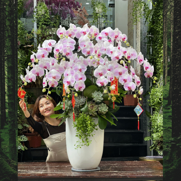 Chậu Lan Hồ Điệp 15 Cành Màu Hồng Nhạt Mix Sen Đá Phủ Kín Gốc Lãng Mạn Mừng Sinh Nhật Vợ Yêu