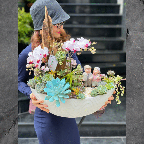 Chậu Lan Hồ Điệp Nhí Mix Sen Đá Và Lũa Gỗ Để Bàn – Món Quà Kỷ Niệm Ngày Cưới Khó Quên