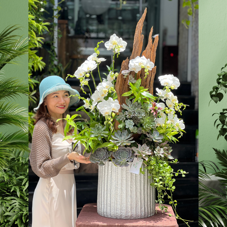 chau-hoa-lan-tang-sinh-nhat-1.png Chậu Lan Hồ Điệp Mini Trắng Trồng Gỗ Lũa Mix Sen Đá – Món Quà Cao Cấp Dành Tặng Sếp Nữ, Nam - Image 1