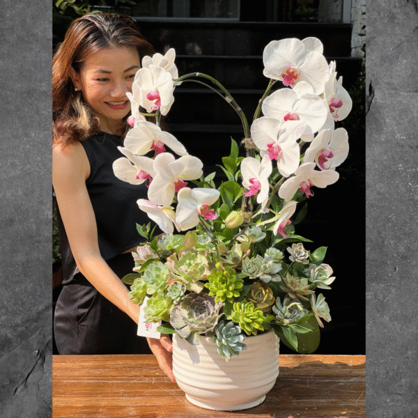 Chậu Lan Để Bàn Màu Trắng Mix Sen Đá: Món Quà Lãng Mạn Dành Tặng Bạn Gái