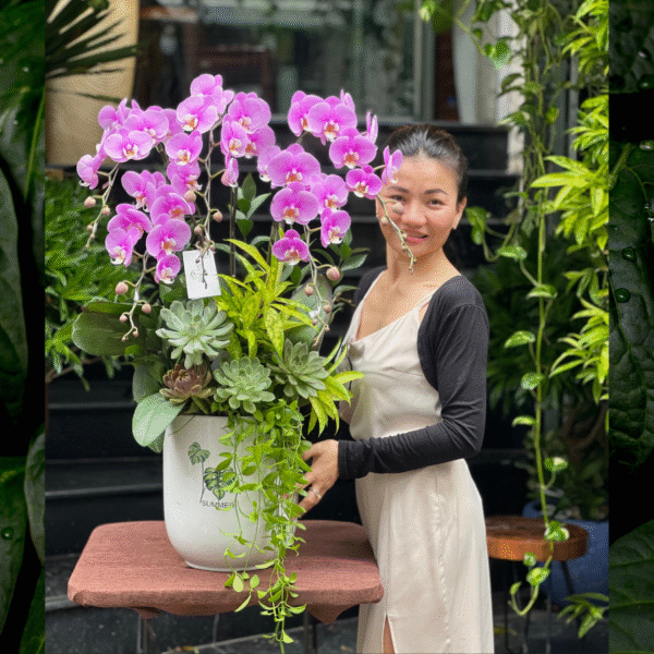 Chậu Lan Hồ Điệp Hồng 5 Cành Mix Sen Đá Tặng Khai Trương Shop Nhỏ