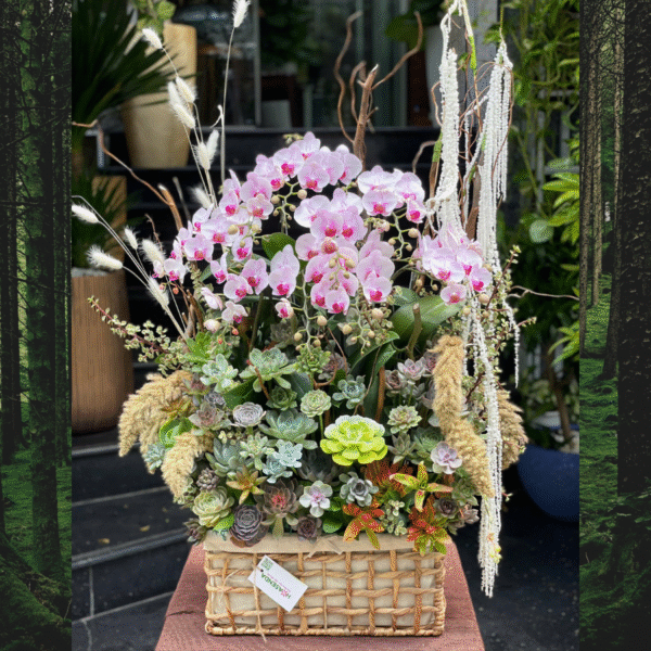 Lan Hồ Điệp Mini Màu Hồng Mix Sen Đá – Món Quà Sinh Nhật Đồng Nghiệp Nữ Ý Nghĩa