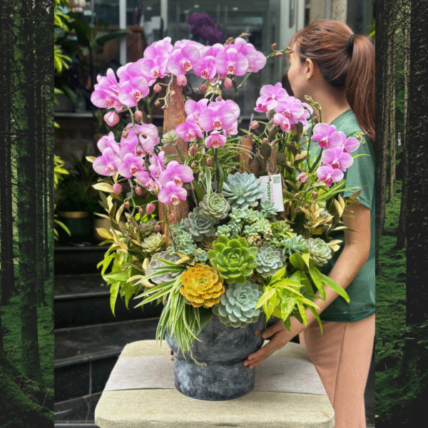 Chậu Lan Hồ Điệp Mix Sen Đá Ghép Lũa Gỗ Để Bàn- Món Quà Tân Gia Cực Tốt Lành