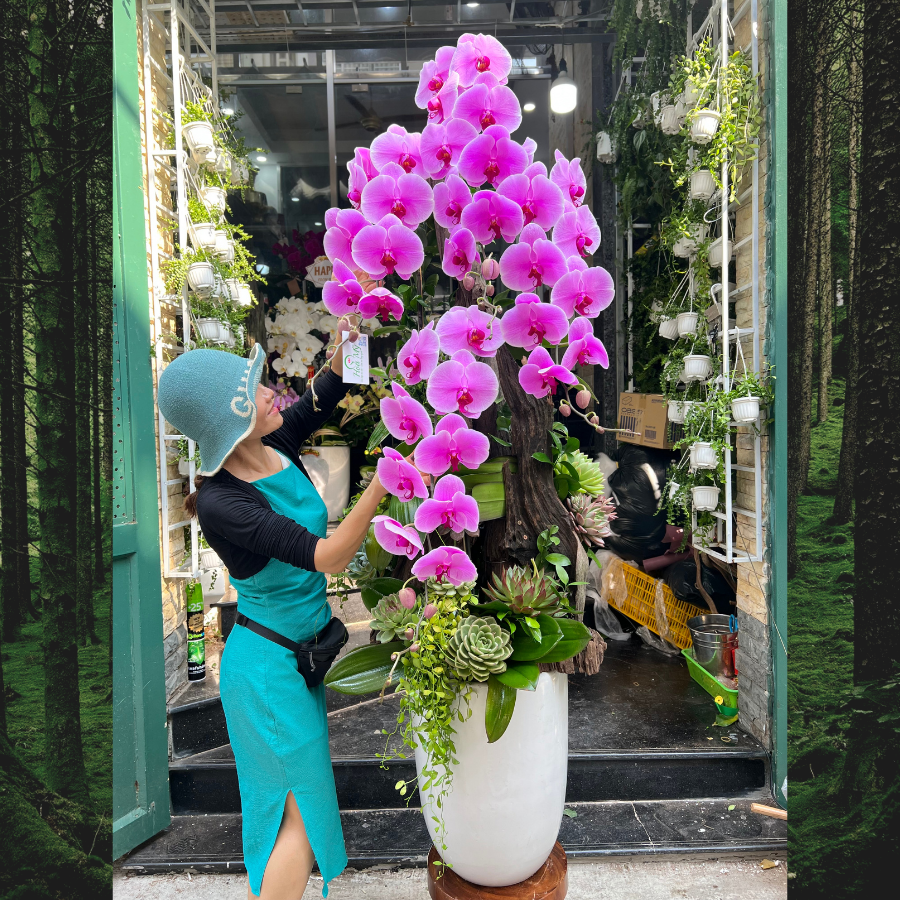 chau-lan-ho-diep-dep.png Chậu Lan Hồ Điệp Khủng Long Tím Trồng Gỗ Lũa Dáng Cao Mix Sen Đá – Hoa Sinh Nhật, Hoa Khai Trương, Hoa Tết Ấn Tượng - Image 1