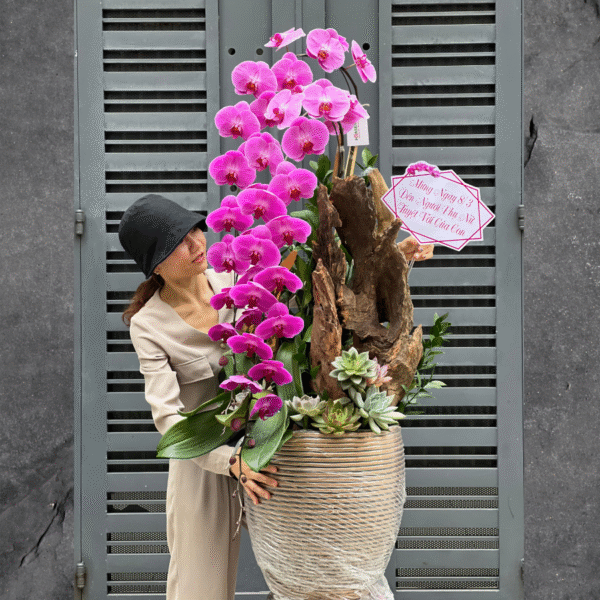 Chậu Lan Hồ Điệp Khủng Long Tím Mix Sen Đá Ghép Gỗ Lũa – Lời Tri Ân Sâu Sắc