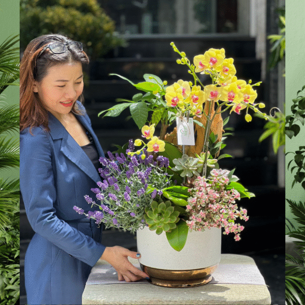 Chậu Hoa Lan Để Bàn Mix Sen Đá Đô La, Kim Ngân Và Lavender Tím – Biểu Tượng Của Sự Giàu Sang Và May Mắn
