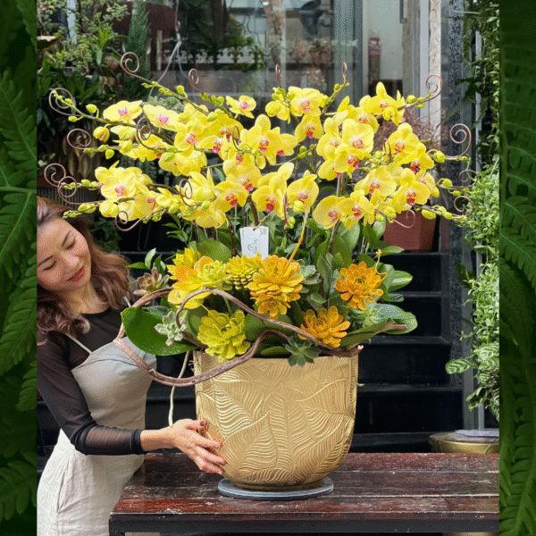 Giá Chậu Lan Hồ Điệp Vàng Mix Sen Đá Sang Chảnh Nâng Tầm Không Gian Của Bạn